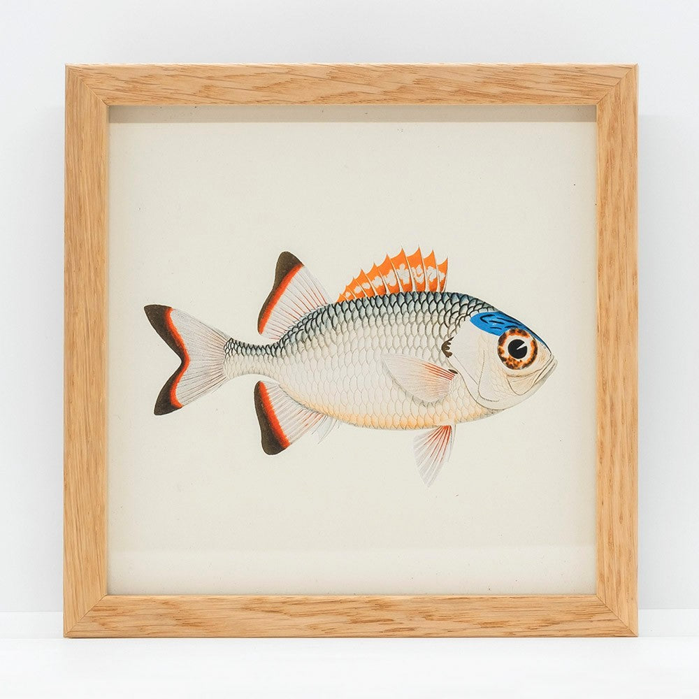 Mini print i egetræsramme – fisk